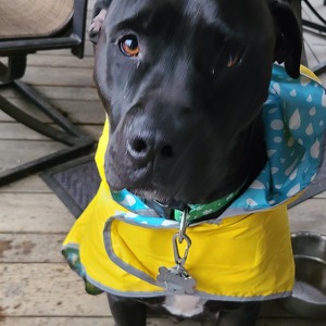 Fundraising Page: Becky Barberi